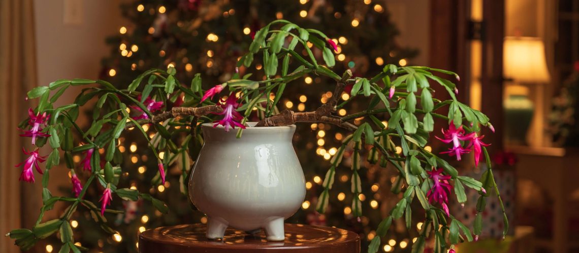 הימנע מלהעניק לקקטוס חג המולד שלך דבר אחד זה במרץ - או שהוא לא יפרח שוב בשנה הבאה