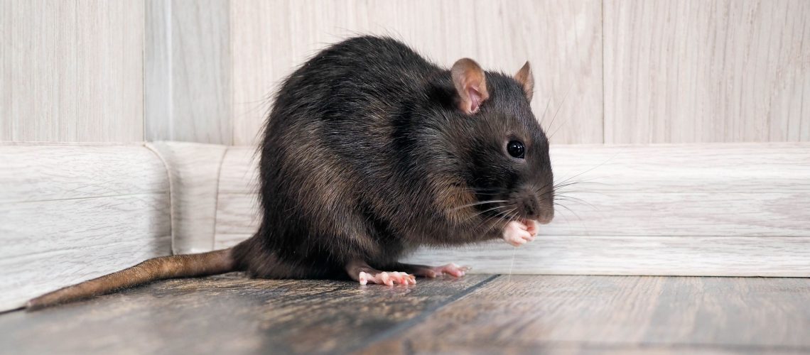 גשם כבד מסיע חולדות בתוך הבית - תפספס את הסימנים האלה ותהיה לך נגיעות