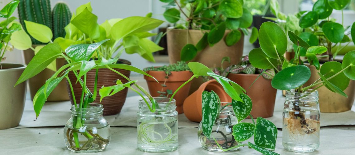 שגרת 'ימי חמישי הצמאים' של אמא שלי משגשגת צמחים - וזו הסיבה שאני נשבע בזה