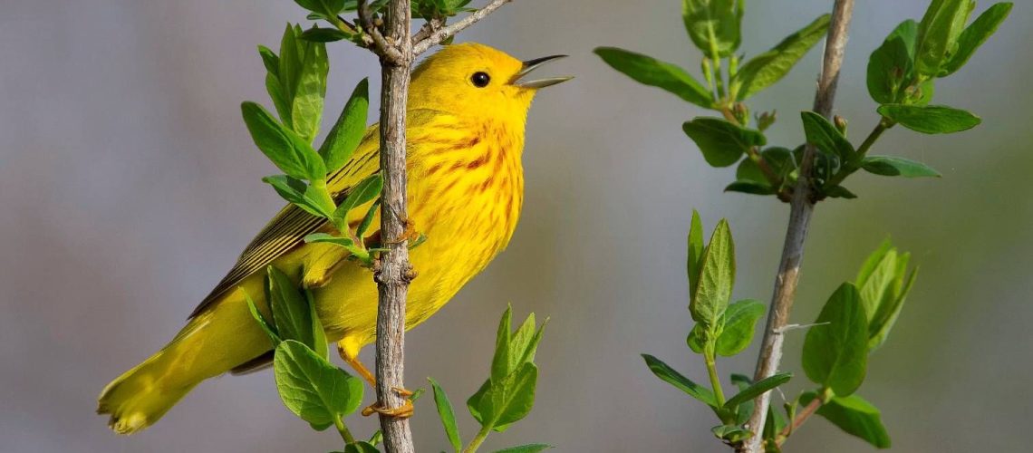 Male warbler