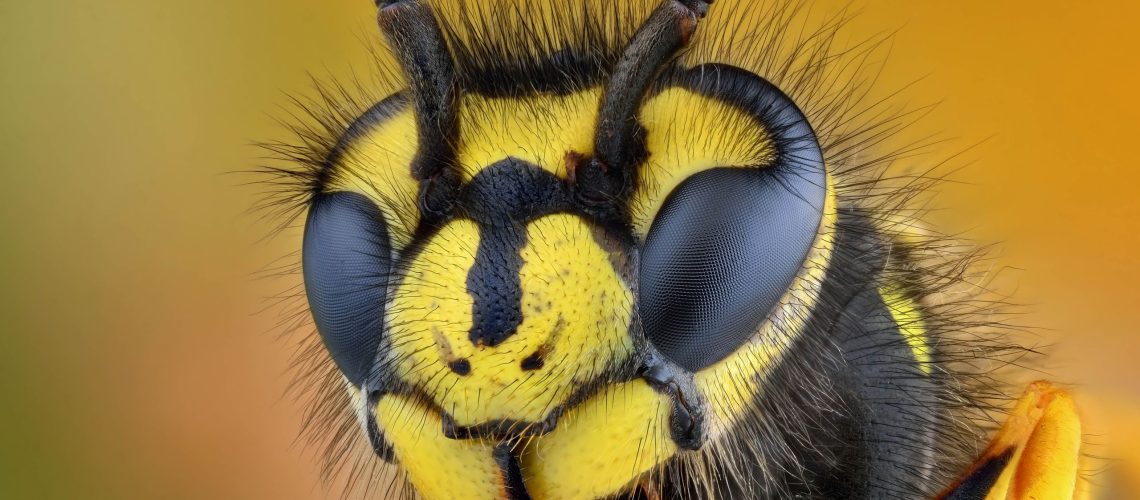 צרעות בונות קנים עכשיו - בדוק את הנקודות האלה לפני שיהיה מאוחר מדי