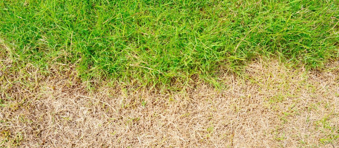 האם מלח חורף פגע בדשא שלך? הנה איך לתקן את הכתמים החומים האלה