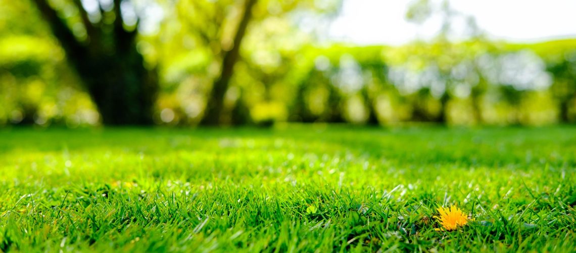 5 טעויות נפוצות בטיפוח הדשא שהורגות את החצר שלך - הימנעו מהן באביב הזה