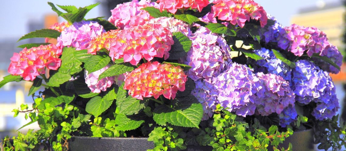 חודש מרץ הוא הכנה או הפסקה עבור 5 צמחי הגן האלה