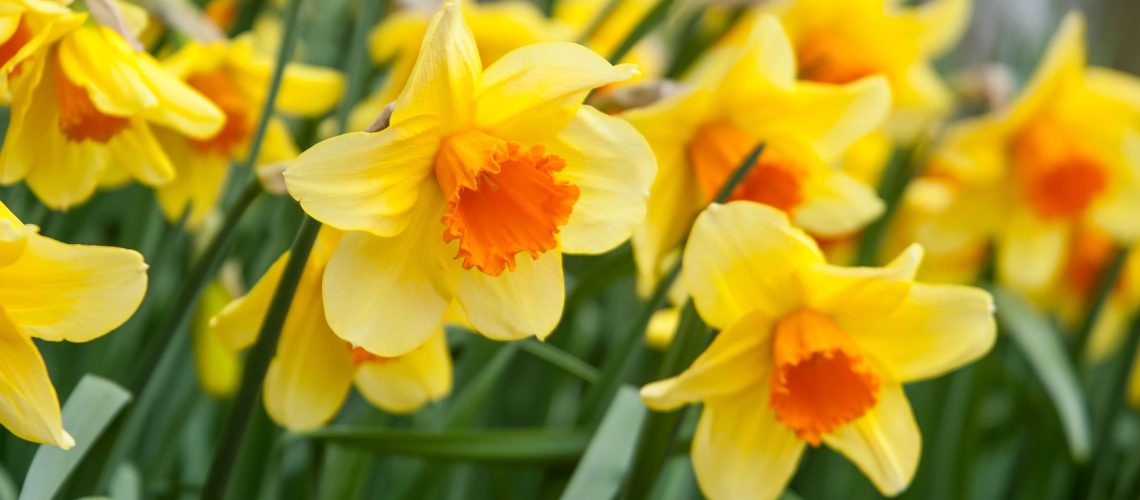 אתה עדיין יכול לשתול פקעות נרקיסים במרץ - הנה איך לעשות את זה נכון