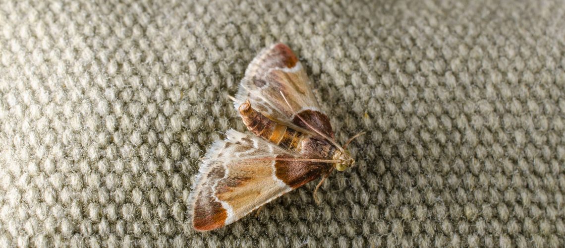 עש השטיח מתעורר במרץ - הנה איך להיפטר מהם לפני שהם פוגעים בבית שלך