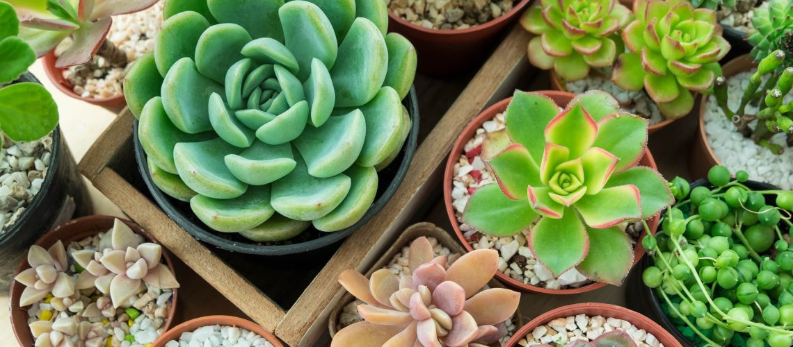 הסוקולנט שלך מת מצמא בכל פעם שאתה מערפל אותו - עשה זאת במקום זאת