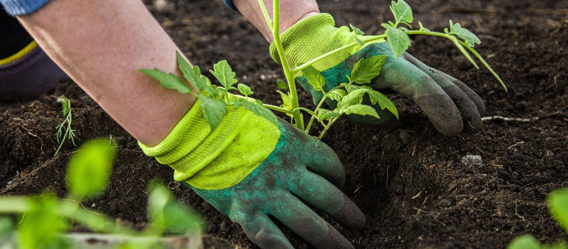 Woman planting a tomato plant in soil