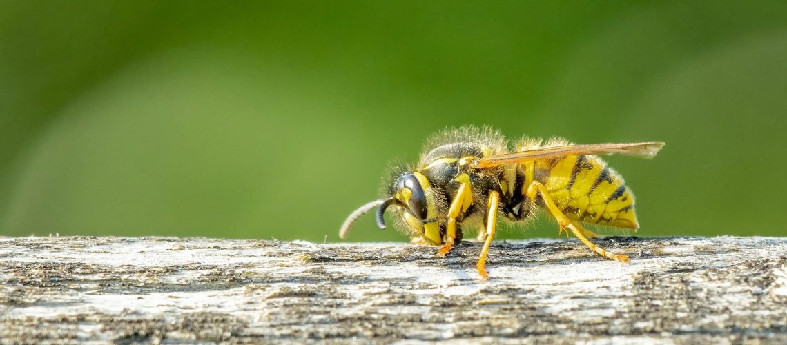 שונאים צרעות? הנה 5 דרכים לשמור אותם מהמרפסת שלך לתמיד