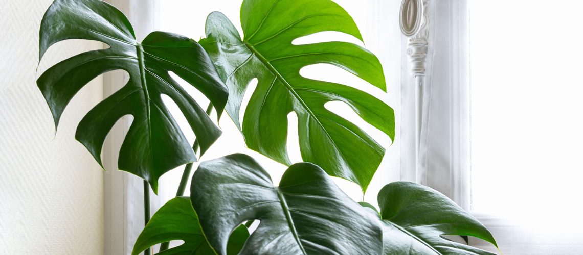 הפסקתי לעשות את 9 טעויות 'טיפול' בצמחים ועכשיו הצמחים שלי משגשגים