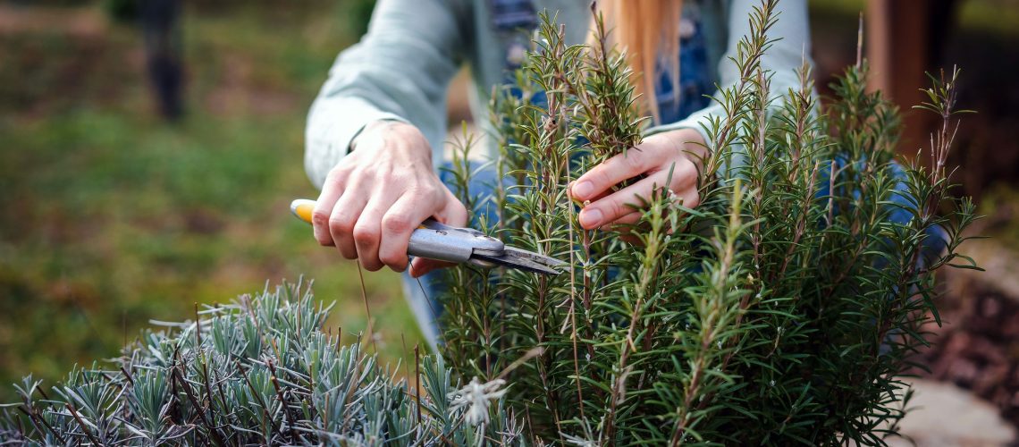 ניסיתי את שיטת 'קצץ ושחרר' בגן האביב שלי - וזה חוסך לי כל כך הרבה זמן