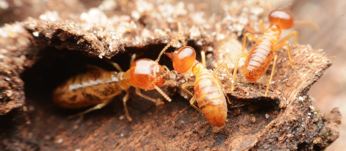 A close up picture of termites