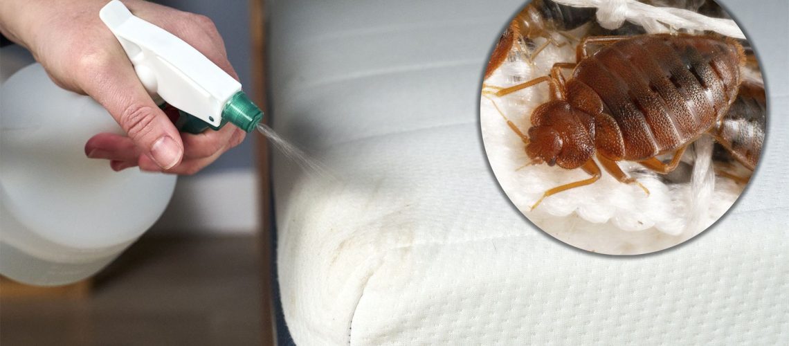 This image shows a close up of a hand holding a spray bottle spraying water on the corner of a mattress. In the top left corner is an ident of a close up of a bed bug.