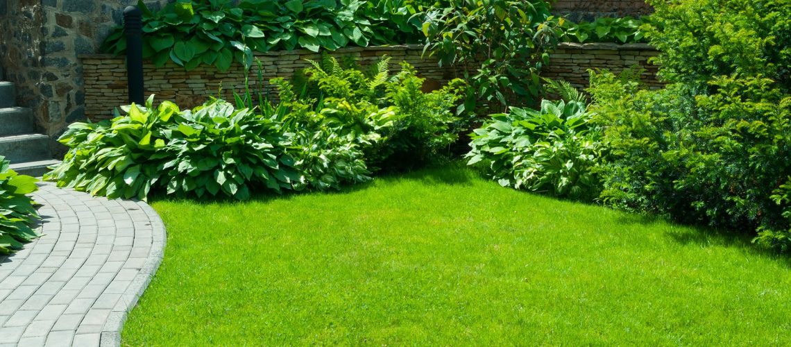 Green grass and healthy lawn