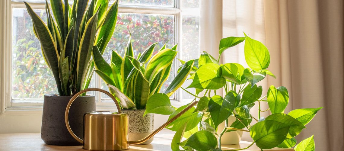 הצמחים הפנימיים שלך זקוקים לטיפול שונה באביב - 5 התאמות לביצוע כעת