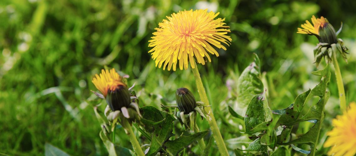 ללא כימיקלים: 3 דרכים טבעיות להסרת שן הארי עבור מדשאה נטולת עשבים