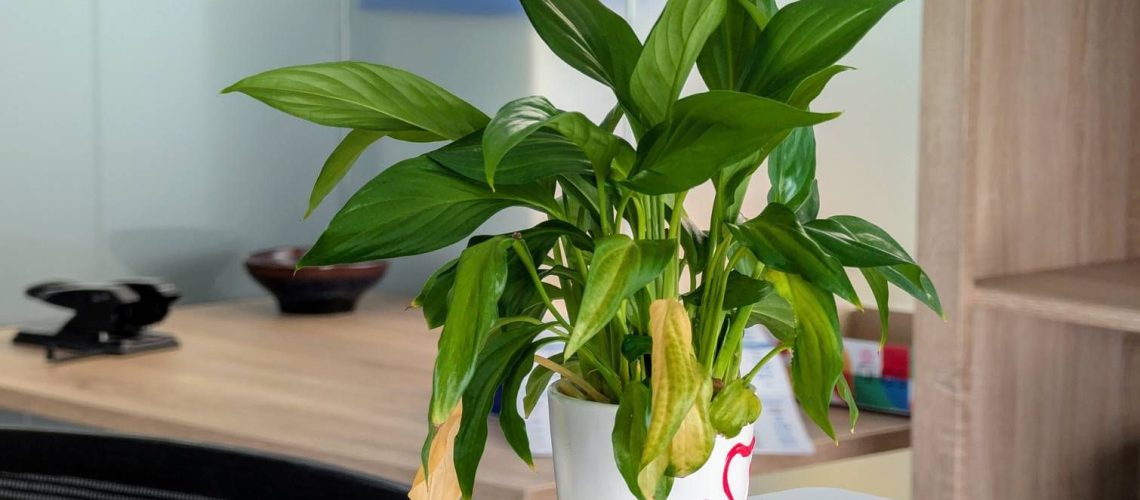 Peace lily leaves turning yellow
