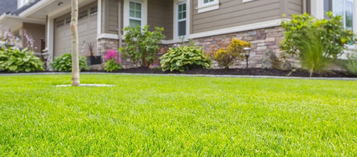 11 סודות לדשא ירוק יותר משל השכן שלך
