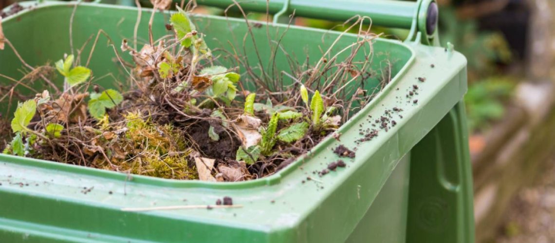 Green bin filled with yard waste