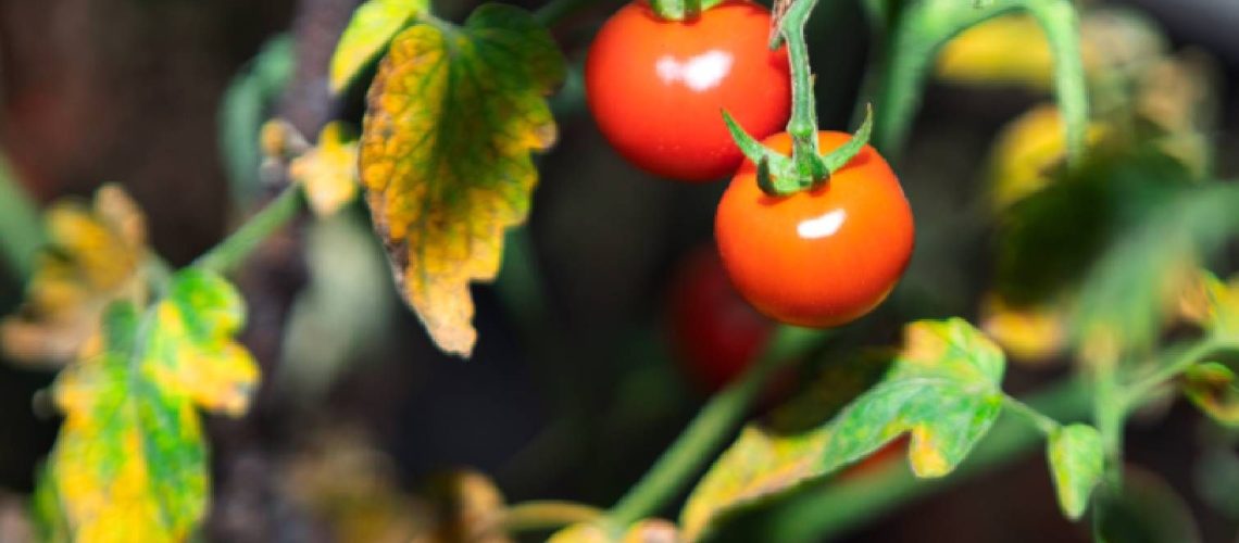 Yellow tomato plant leaves