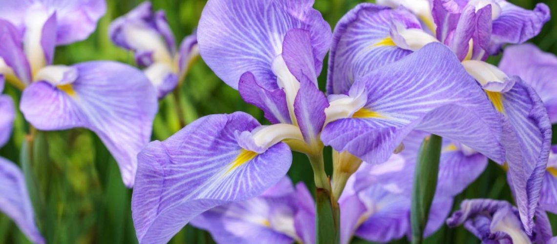 Purple irises in bloom