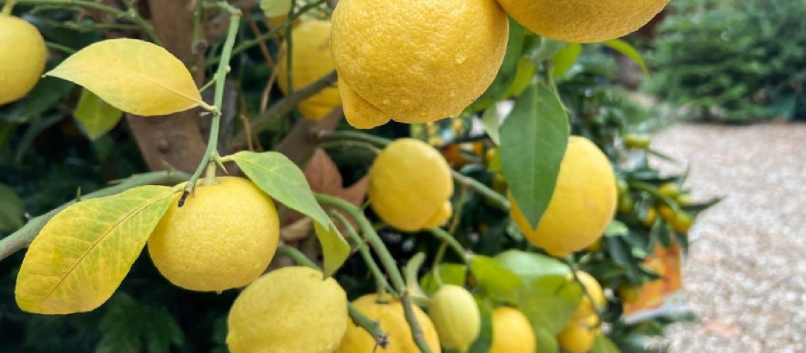 Lemon tree with yellow leaves