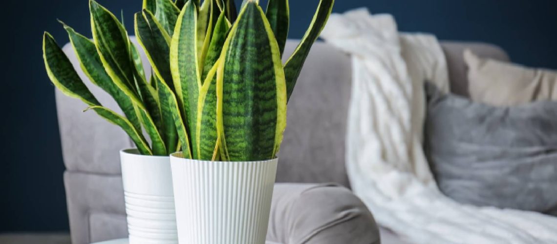 Snake plant