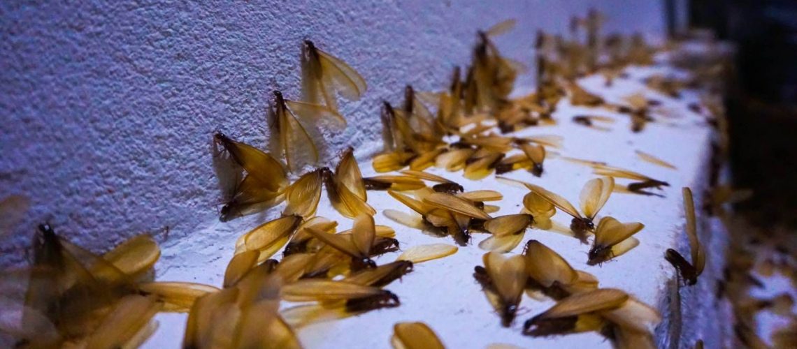 Termite swarm