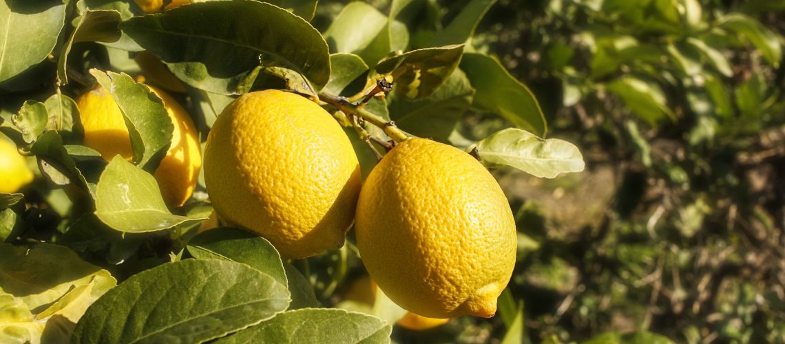 האם עץ הלימון שלך הוא כולו עלים וללא לימונים? בצע את 5 השלבים הבאים כדי לקבל פירות מדהימים
