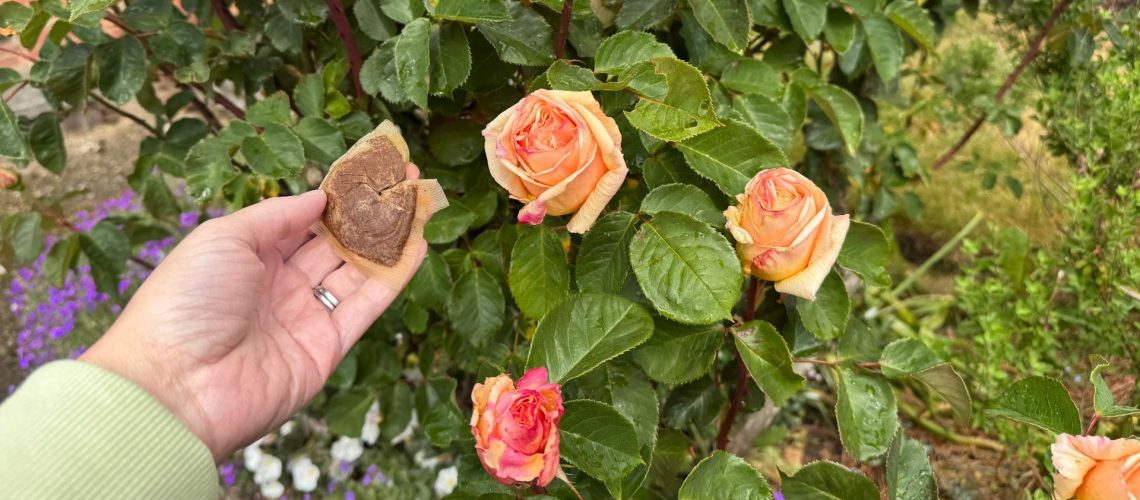 A tea bag next to roses