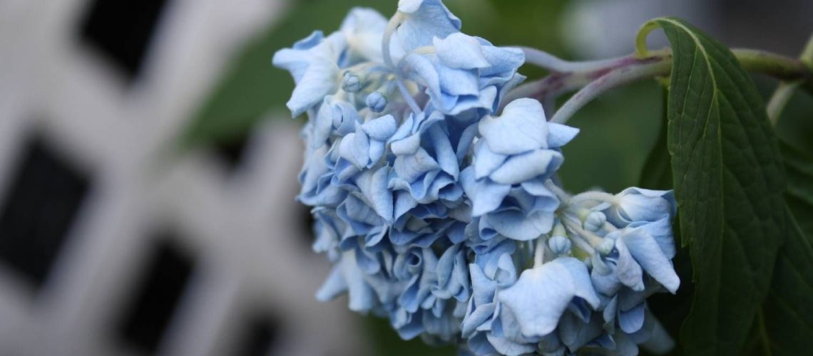 Drooping hydrangeas