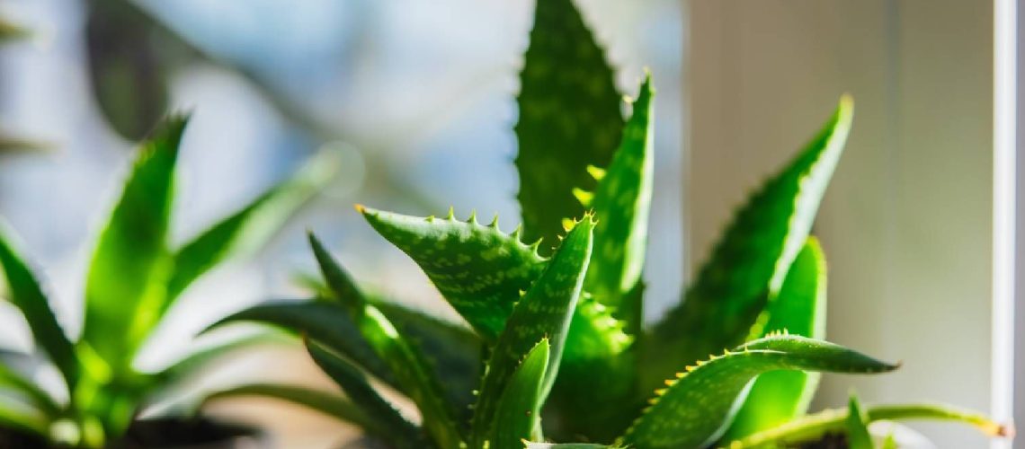 Yellowing aloe in full sun