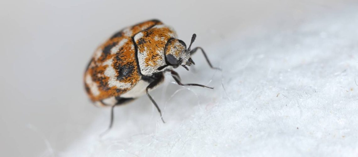 Adult carpet beetle on fabric