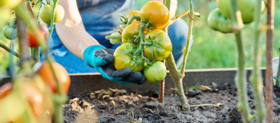 Tomatoes ripening