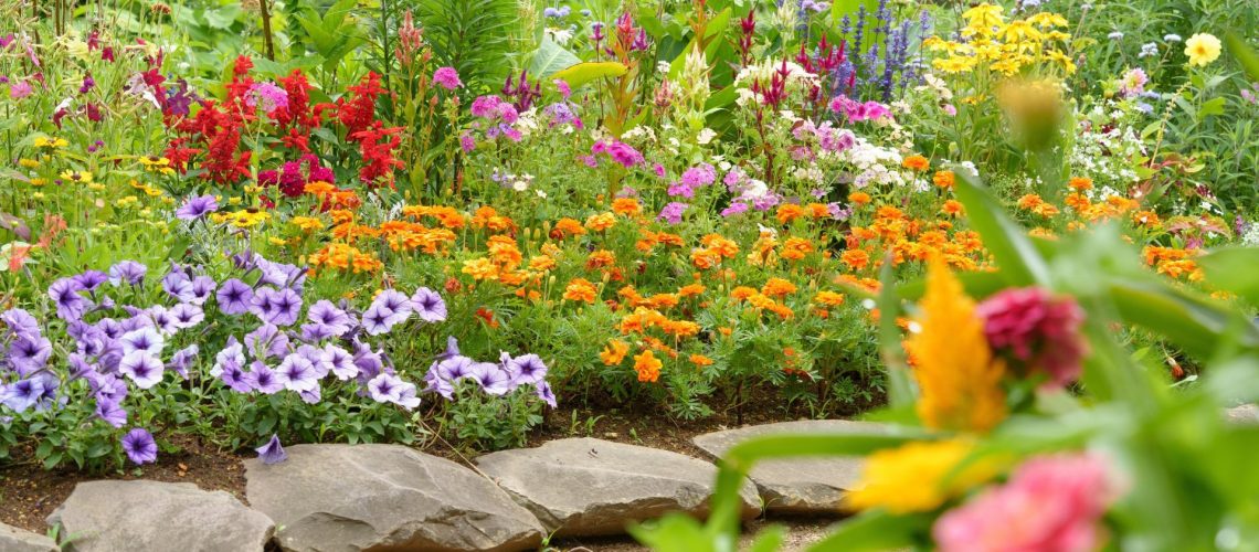 A flower bed with a colorful selection of flowers