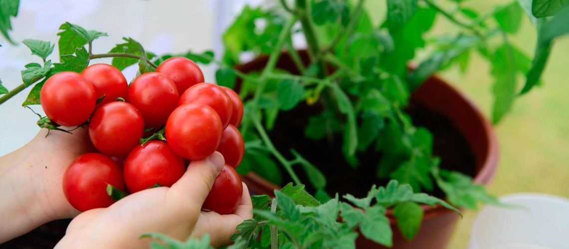 ניסיתי את פריצת הגינון הזו ללא פסולת כדי לעזור לצמחי העגבניות שלי לשגשג - וכל מה שהייתי צריך זה גרוטאות מטבח נפוצות