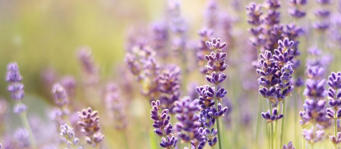 Lavender flowers with sunlight in background