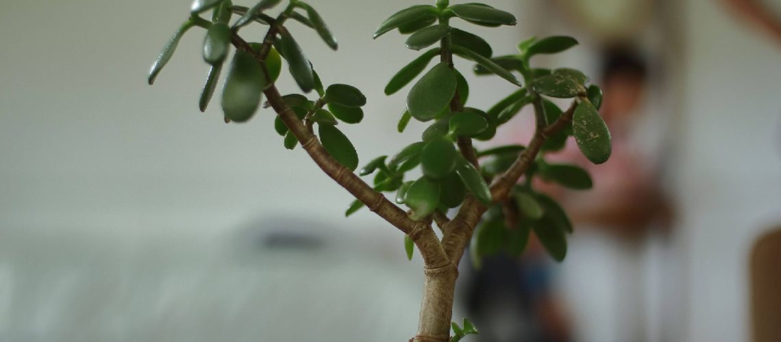 צמח ירקן שמפיל עלים? הנה בדיוק מה לא בסדר