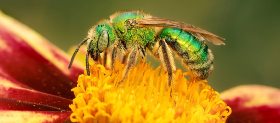 אל תעיף את ה"זבוב" הזה: 5 דרכים בטוחות להרתיע דבורים זיעה מהחצר שלך מבלי להיעקץ