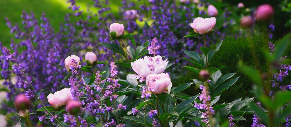 Perennial flowers in bloom in summer