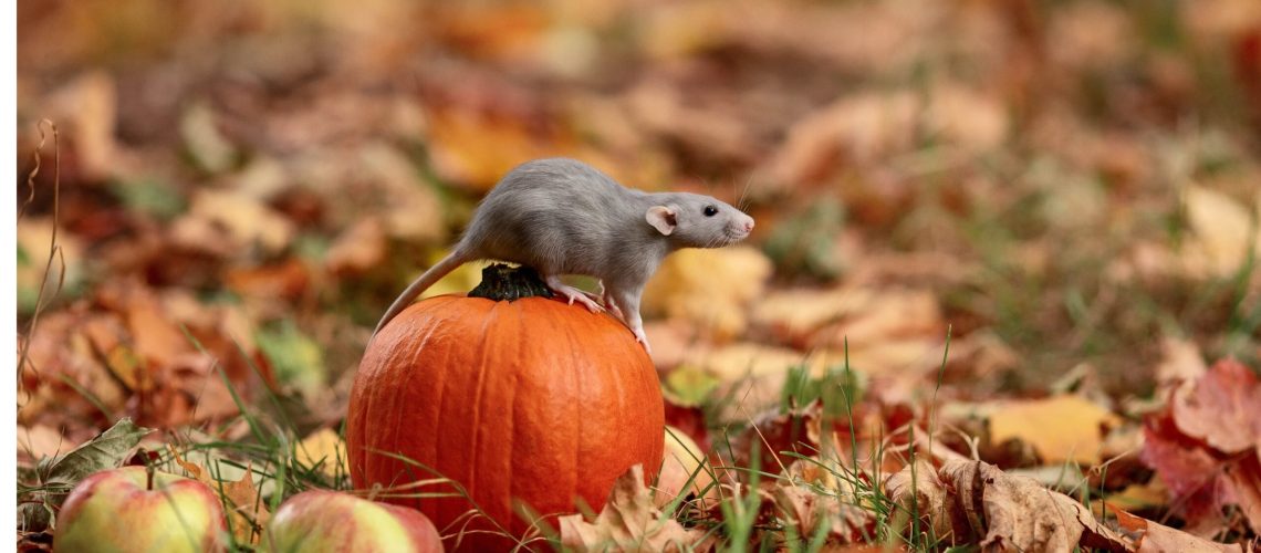 Rat on top of a pumpkin