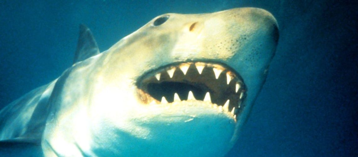Jaws (1975)