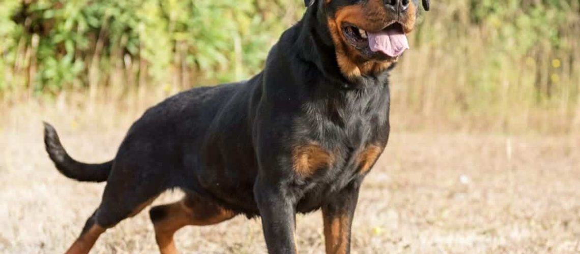 5 כלבי השמירה