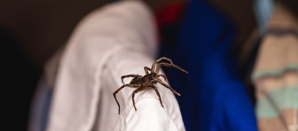 Spider on a white shirt inside a closet