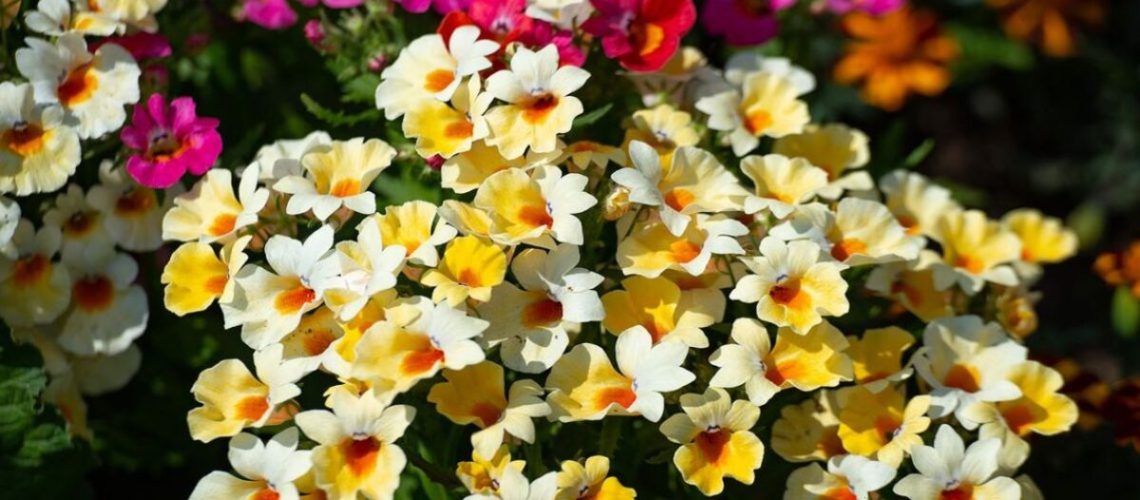 5 צמחים מדהימים