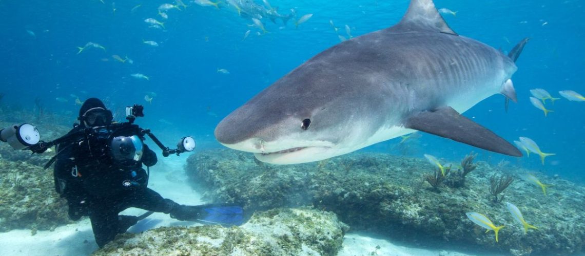 Underwater photographer and lone Tiger shark.