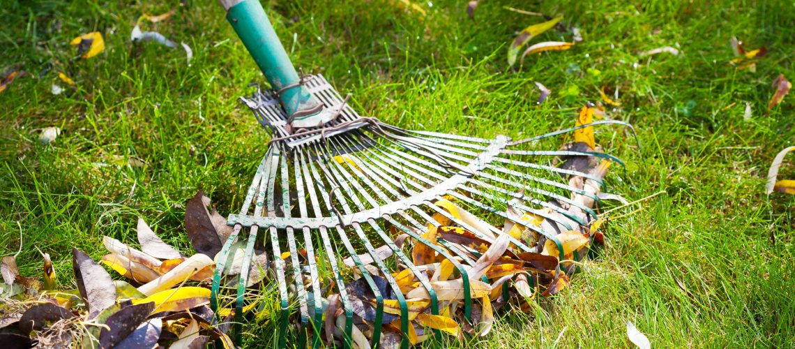 Raking leaves on lawn