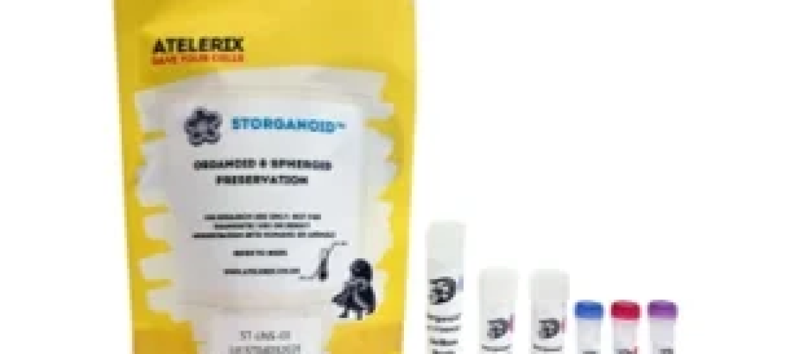 Atelerix משיקה פתרון שימור ללא קריו STORganoid עבור מודלים מורכבים של תאים תלת מימדיים