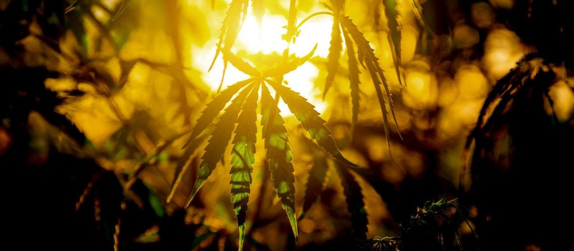 CBD עשוי לסייע במניעת נזקי שמש, להגן על העור מפני קרני UVA