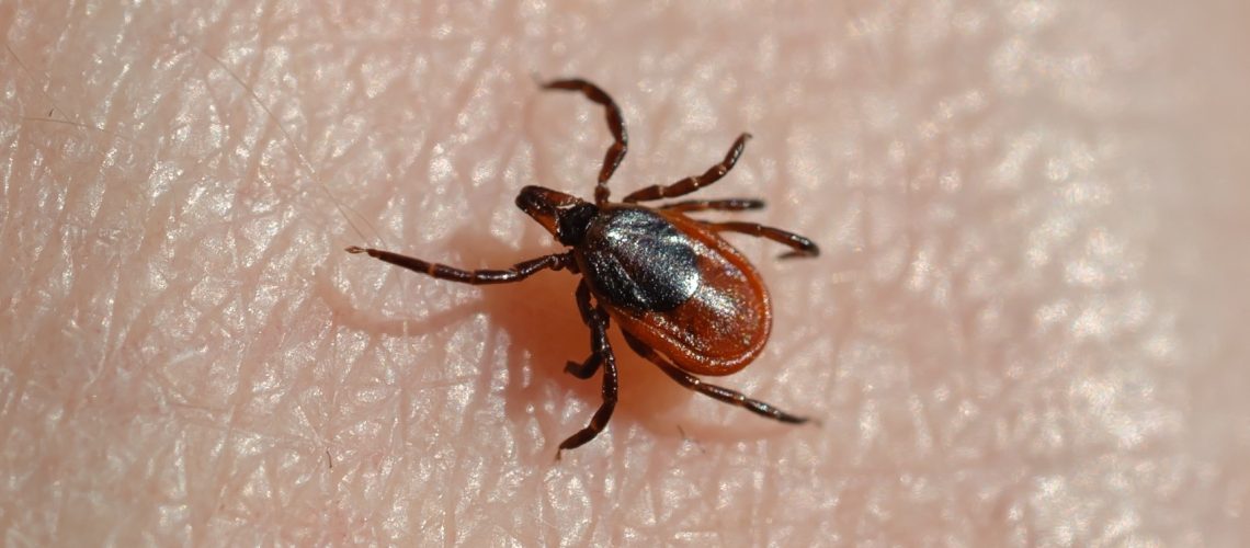 Dispatch: Alpha-Gal Syndrome after Ixodes scapularis Tick Bite and Statewide Surveillance, Maine, USA, 2014–2023. Image Credit: Aleksei Ruzhin / Shutterstock
